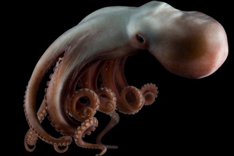 Deep-sea-octopus