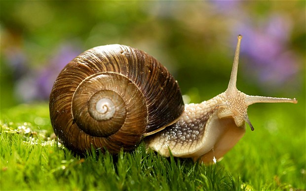 A snail can sleep for three years