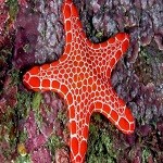 A starfish has no brains