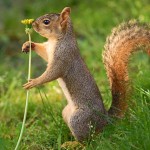 About some squirrel characteristics