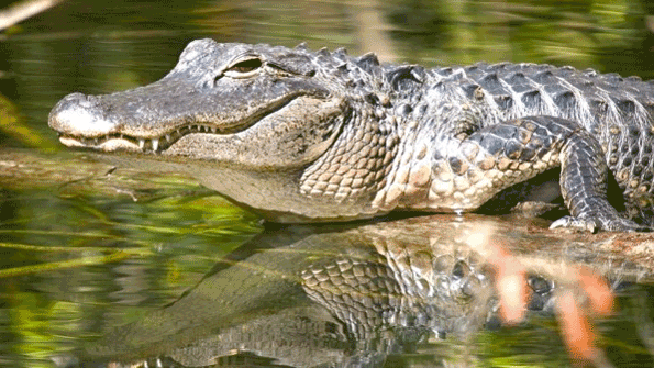 An Alligator can't move backwards
