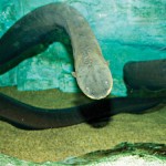 An electric eel can produce a shock of 600 volts