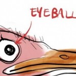 An eye of ostrich is big from its brain