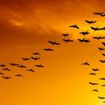 Birds can save energy by ''v'' formation flying