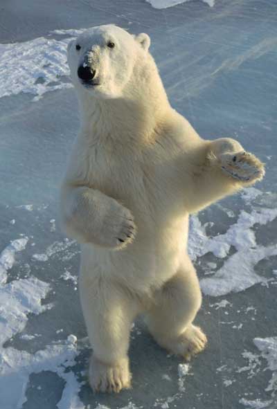 Every polar bear are left handed