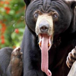 In all species of bear only the sun bear has longest tongue