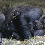 The Gorilla's sleep