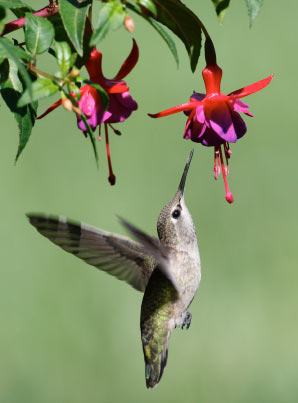 The Hummingbirds flap their wings 50-70 times per second