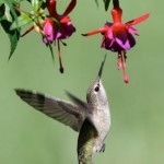The Hummingbirds flap their wings 50-70 times per second