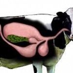 The cow's have four stomachs