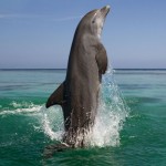 Bottlenose Dolphin leaping Honduras