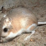 The kangaroo rat can stay longer than a Camel without water