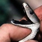 The sea snakes are most poisonous snake in the world