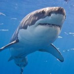 The sharks detect one part of blood in 100 million parts of water