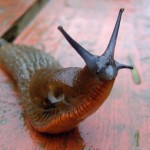 The slugs have four noses