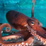 The testicles of octopus has in its head