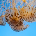 A jellyfish contains 95% water