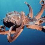 octopus-featured