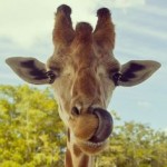 A Giraffe can clean its ears with its tongue
