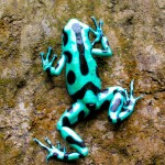 A POISON-ARROW frog has enough poison to kill about 2,200 people