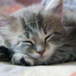 A cat sleep more time than others mammals and humans in a day