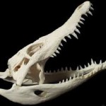 A crocodile can grow new teeth like humans