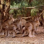 A group of kangaroo is called a mob