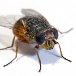 A housefly can live for very short time