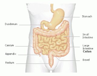 A human’s small intestine is 6 meters long