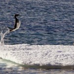 A penguin can jump 6 feet in the air
