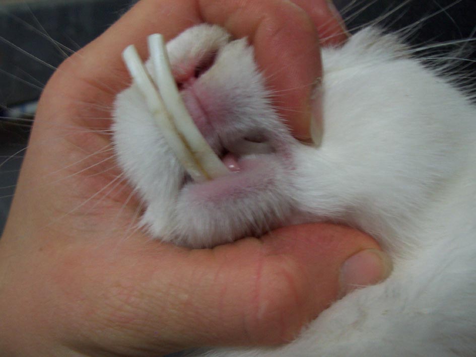 A rabbit's teeth can't stop increasing