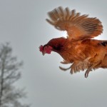 A record of longest chicken flight is is 13 seconds