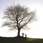 A tree can provide enough oxygen for 2 people's whole lives