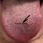 Human tongue has 3,000 taste buds
