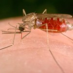 Only female mosquitoes bite humans,males are vegetarian