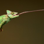 The Chameleon's tongue is as long as its body