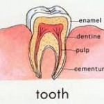 The Human teeth is very hard, like rocks