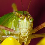 The ears of katydid in its leg