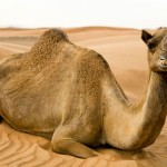 The eye of camels can survive from blowing sands for their three eyelids