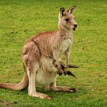 The female kangaroos have three vaginas