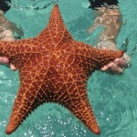 The starfish can turn its stomach inside out