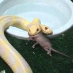When two-headed snakes born they fight each other for food