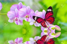 butterfly-pink-on-flower