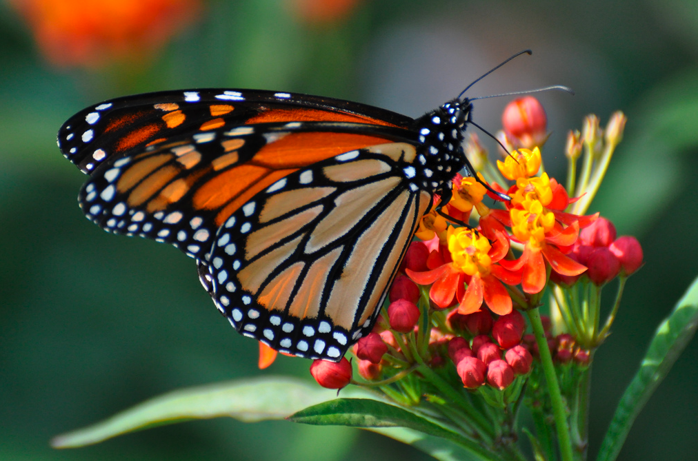 butterfly-on-beautiful-flower-taste