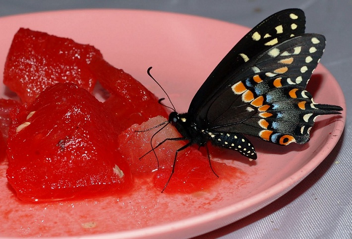 butterfly-on-watermelon