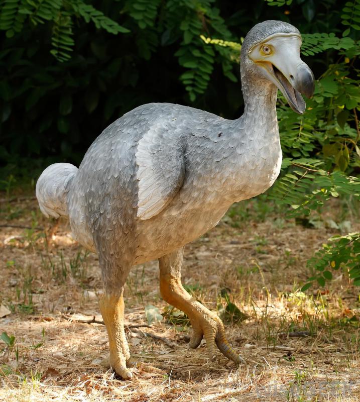dodo-bird-extinct-skeleton-auction-2