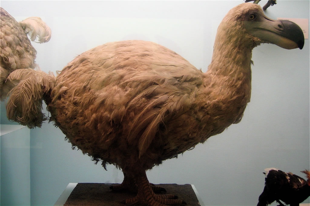 dodo-bird-extinct-skeleton-auction-3