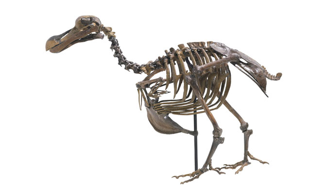 dodo-bird-extinct-skeleton-auction-6