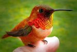 bee-hummingbird-1