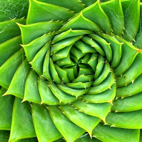 fibonacci-5